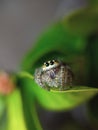 the beauty of macro photography of jumping spider Phidippus Audax regius perched on the branches of plants