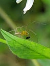 the beauty of macro photography of jumping spider Phidippus Audax regius perched on the branches of plants