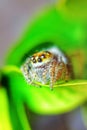 the beauty of macro photography of jumping spider Phidippus Audax regius perched on the branches of plants