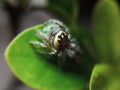 the beauty of macro photography of jumping spider Phidippus Audax regius perched on the branches of plants