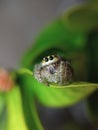 the beauty of macro photography of jumping spider Phidippus Audax regius perched on the branches of plants