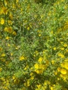 Beauty and magic of common golden thistle in all its glory