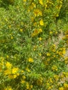 Beauty and magic of scolymus hispanicus in all its glory