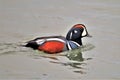 The beauty of the Male Harlequin Duck