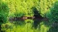 The beauty of mangrove forest ecosystem at Kutai National park, Royalty Free Stock Photo