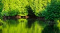 The beauty of mangrove forest ecosystem at Kutai National park Royalty Free Stock Photo