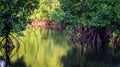 The beauty of mangrove forest ecosystem at Kutai National park, Royalty Free Stock Photo