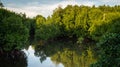 The beauty of mangrove forest ecosystem at Kutai National park, Royalty Free Stock Photo