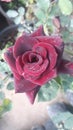 Beauty of maroon rose in home garden
