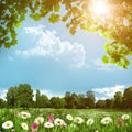 Beauty meadow with daisy flowers