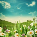 Beauty meadow with flowers and green grass