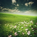 Beauty meadow with flowers and green grass