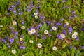 Beauty in the meadow, little violet flowers and white daisies Royalty Free Stock Photo