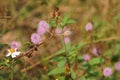 Beauty of mimosa pudica flower. Sensitive plant Royalty Free Stock Photo