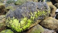 The Beauty of Mossy Beach Rocks Nature That Still Captivates The Hidden Charm of Beach Rocks Charming Mossy Natural