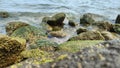 The Beauty of Mossy Beach Rocks Nature That Still Captivates The Hidden Charm of Beach Rocks Charming Mossy Natural