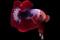 Beauty of the multicolor betta fish is a mesmerizing display of nature\'s artistry.