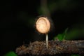 Beauty Mushroom