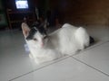 my cat hope more attention