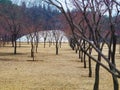 The beauty of Nami Island #southkorea #korea #2 Royalty Free Stock Photo