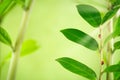 Beauty natural background . Pair of ladybug crawling on the green branches in the sunlight