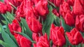 Beauty natural freshness red tulip flower field land background. Royalty Free Stock Photo