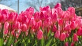 Beauty natural freshness sweet pink tulip flower field land background. Royalty Free Stock Photo