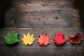 Beauty in Nature or Aging Concept. Variety Color of Maple Leaves Royalty Free Stock Photo