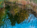 Autumn plants reflected in pond water Royalty Free Stock Photo