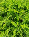 Farn background with fresh green leaves. Royalty Free Stock Photo