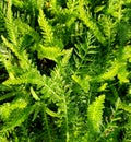 Farn background with fresh green leaves. Royalty Free Stock Photo