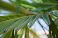 Sabal minor  known as dwarf palmetto beautiful leaf of a palm  green background  saw palmetto. Selective focus Royalty Free Stock Photo