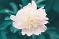 Beauty in nature. Beautiful light pink peony flower on green background. Pretty artistic organic floral natural theme backdrop. Royalty Free Stock Photo