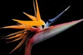 Bird of Paradise flower (Strelitzia reginae) isolated in black background. Royalty Free Stock Photo