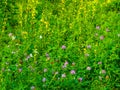 Different blooming wild plants in the meadow Royalty Free Stock Photo