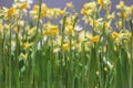 Spring yellow daffodils border background Royalty Free Stock Photo