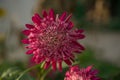 Beautiful pink `Princess` Aster flowers in the garden, autumn flowers in the park. Blooming beauty Royalty Free Stock Photo