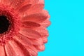 beauty nature concept illustrated by beautiful pink gerbera daisy flower