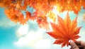 Beauty in Nature Concept. Sunny Day in Fall Season. Hand Raised up a Red Maple Leaf into the Sky. blurred Red, Yellow, Orange Royalty Free Stock Photo