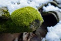 The beauty of nature in detail a unique landscape of green moss with snow