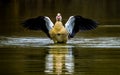 Egyptian goose with spread wings splashing in lake and symmetrically reflected in water Royalty Free Stock Photo