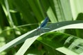Blue damsel fly on a green leaf