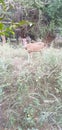 Beauty of nature and environment the deer