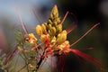 Beauty of nature - flower of Caesalpinia gilliesii Royalty Free Stock Photo