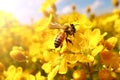 Honey beauty orange insect bee pollen flower nature blossom pollination