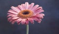 Beauty in nature Gerbera daisy, single flower, summer, close up generated by AI Royalty Free Stock Photo