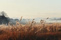 The Beauty of Nature: A golden field of tall grass and mountains