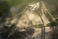 Scattered Spider web in the light