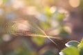 Spider web hanging uninhabited