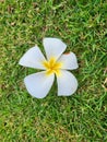 Beauty in Nature! Hawaiian Tropical Plumeria Flower on Green Grass! Royalty Free Stock Photo